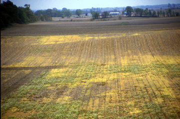 an attractive field for a female cutworm moth